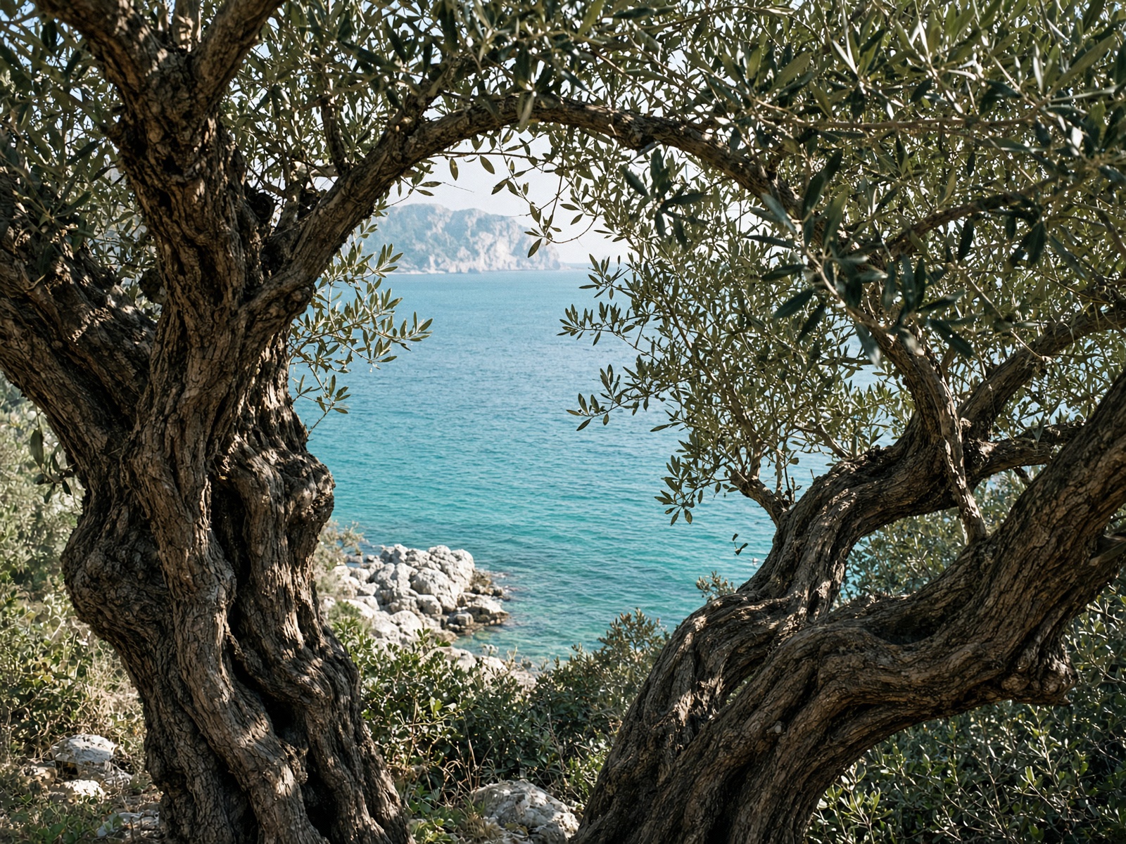 Turquoise sea seen through olive trunks
